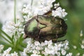 Cetonia aurata or Rose Chafer beetle Ã¢â¬â beautiful green bug